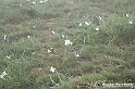 VBS_1134 - Fioritura narcisi a Castelnuovo Nigra 2023